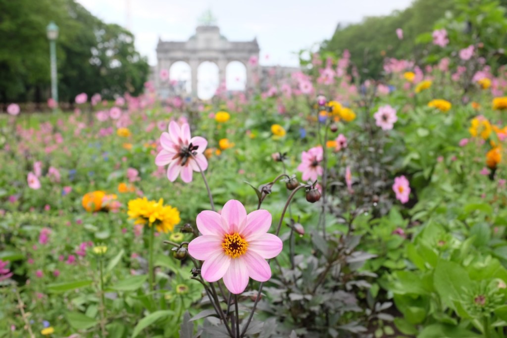 On becoming Belgian after&nbsp;Brexit